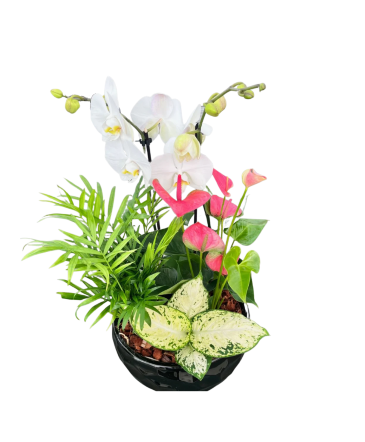 XL Black Orchid Planter House Plant in Newmarket, ON | FLOWERS 'N THINGS FLOWER & GIFT SHOP