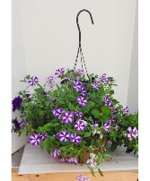 XL 14" Coco Lined Hanging Basket of Mixed Annuals