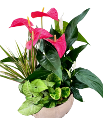 XL Cream Anthurium Planter 