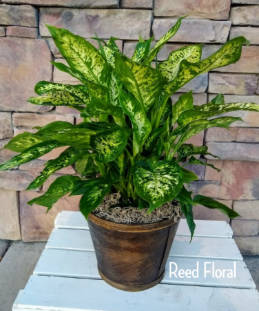 Large Dumb Cane Plant