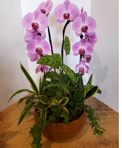 XL Orchid Arrangement Planter