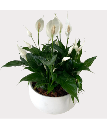 XL Peace Lily Bowl House Plant in Newmarket, ON | FLOWERS 'N THINGS FLOWER & GIFT SHOP