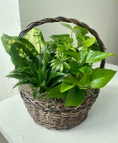 XL Plant Basket