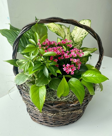 XL Plant & Blooming Basket
