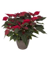 XL Poinsettia 