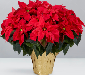 XL Poinsettia  Plant