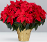 XL Poinsettia  Plant