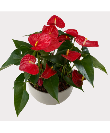 XL Red Anthurium Bowl House Plant in Newmarket, ON | FLOWERS 'N THINGS FLOWER & GIFT SHOP