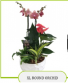 XL Round Orchid plant garden