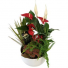  Anthurium Planter Dish Garden