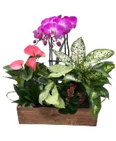 XL Wooden Planter Plants