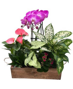 XL Wooden Planter Plants