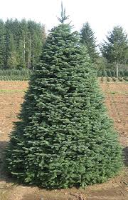 XMAS TREE NOBLE FIR AND NORDMANN FIR 1ST PRICE 5'6'H)*(2ND PRICE 6'7'H)*(3RD PRICE 7'8')