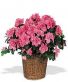 AZALEA BASKET Blooming Plant Basket