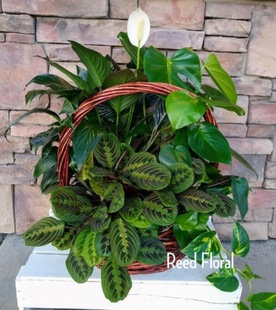 XXL Plant Basket