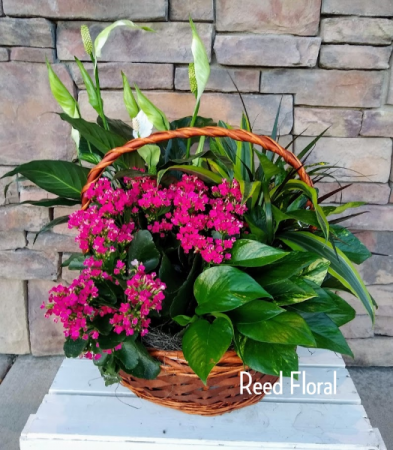 XXL Plant & Blooming Basket
