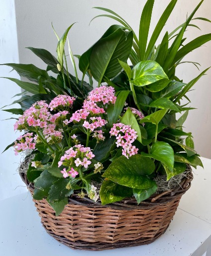 XXL Plant & Blooming Basket