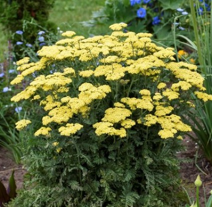 Yarrow Colors may vary