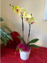 Yellow and Fuchsia Orchid in a Pot 