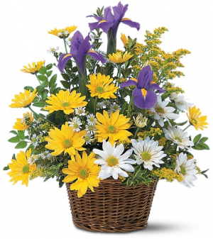 Yellow and White Daisies Arranged in Basket