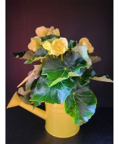 Yellow Begonia Blooming