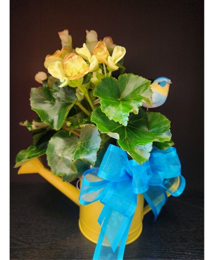 Yellow Begonia Blooming
