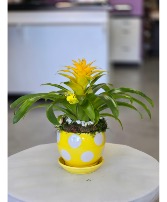 Yellow Bromeliad, 4057 