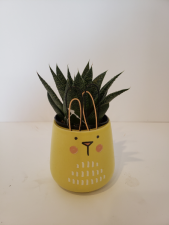 Yellow bunny pot with succulent  Plant
