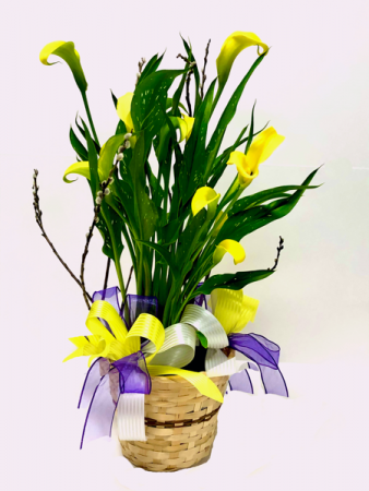 Yellow Calla Lily Blooming Plant