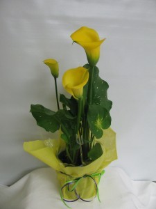 Yellow Calla Plant blooming plant