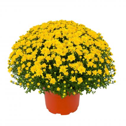YELLOW CHRYSANTHEMUM 12in. Blooming Plant