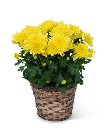 Yellow Chrysanthemum Plant Plant in Nevada, IA | Flower Bed