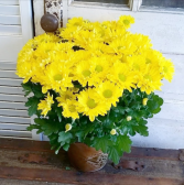 Yellow Daisy Chrysanthemum Plant