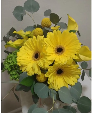 gerbera daisy gerbera daisy