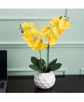 Yellow Double Stem Phalaenopsis Orchid in Ceramic Pot