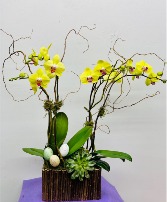 Yellow Easter Orchid Floral Arrangement
