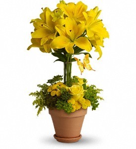 Yellow Fellow