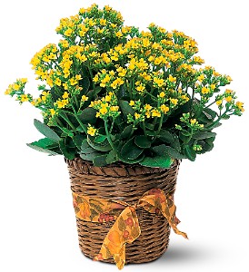 Yellow Kalancho Plant 