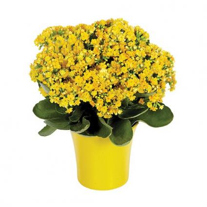 Yellow Kalanchoe Plant 