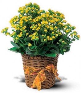 Kalanchoe  Plant in a Basket- Colors may vary