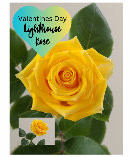 Yellow Lighthouse Rose 