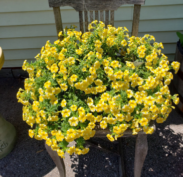 Yellow Million Bells Hanging Basket