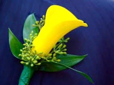 YELLOW MINI CALLA LILY