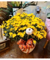 Yellow Mum 8" Blooming Plant