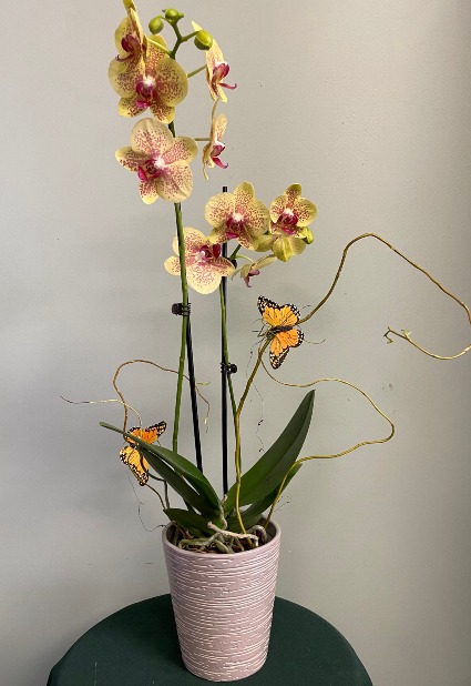 YELLOW OCHID PLANT Phalaenopsis