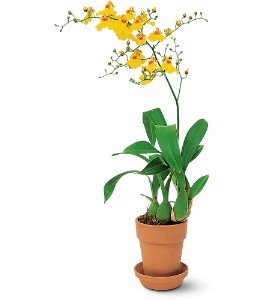 Yellow Oncidium Orchid Plant