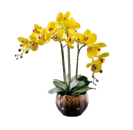 Yellow Orchid