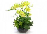 Yellow orchid arrangement 