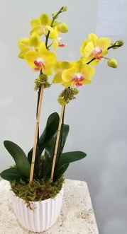 Yellow Orchid in White Pot 