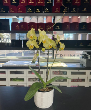 Yellow Orchid Plant